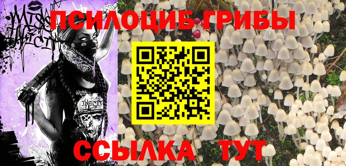 сколько стоит  Жигулёвск  Псилоцибиновые грибы Psilocybe 